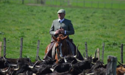 Vauvert : la Peña Toros y fiestas organise une soirée de présentation