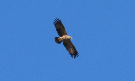 Un Aigle impérial en Camargue gardoise