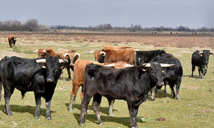 El Campo en visite à la Ganaderia Blohorn