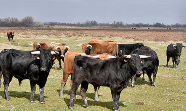 El Campo en visite à la Ganaderia Blohorn