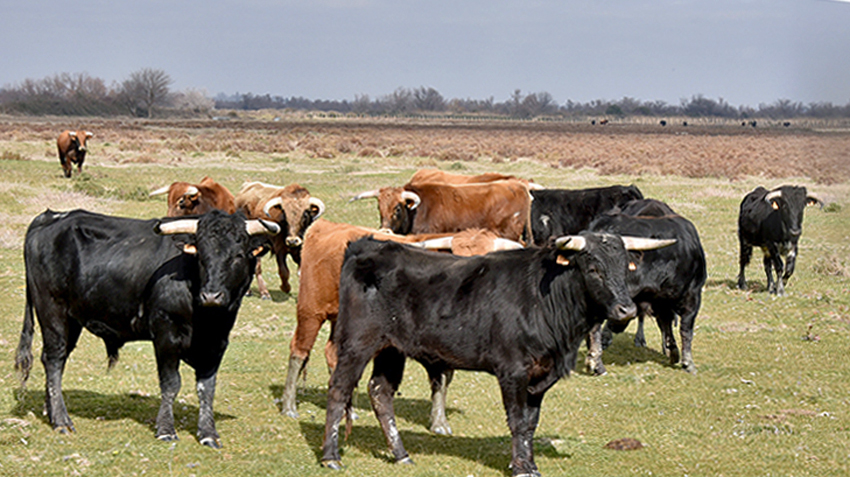 El Campo en visite à la Ganaderia Blohorn