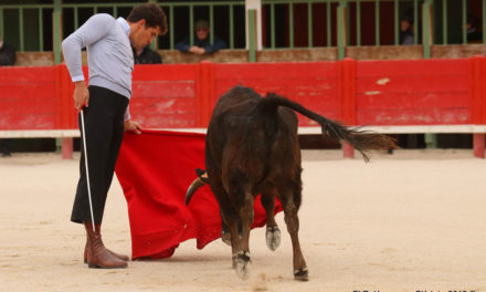 Vauvert : Tentadero de machos, organisé par la Peña taurine Los Manzanares