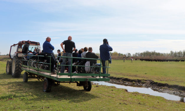 À la manade de Franquevaux, les personnes en situation de handicap vivent pleinement la Camargue