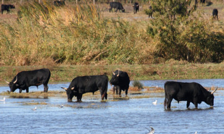 Une association pour inscrire les cultures camarguaises au patrimoine immatériel de l’UNESCO