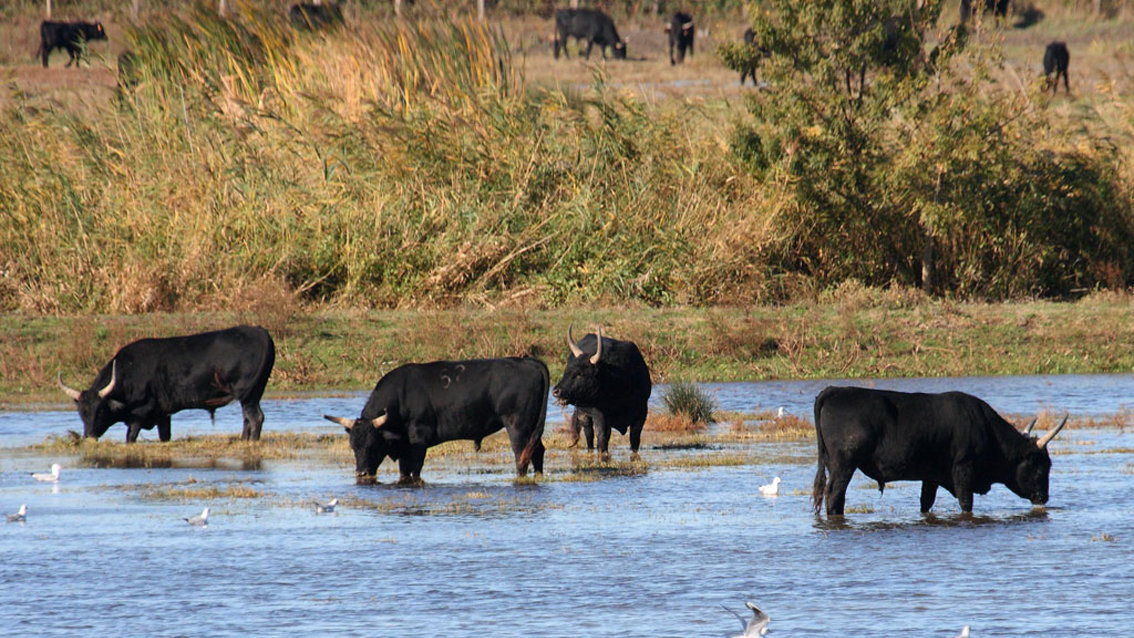 Une association pour inscrire les cultures camarguaises au patrimoine immatériel de l’UNESCO