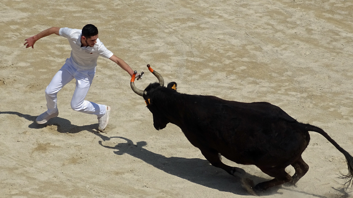 Course Camarguaise : Des « Prémices » prometteuses