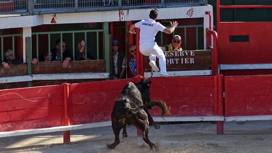 Vauvert – Trophée des vignerons : Les biòu ont dominé