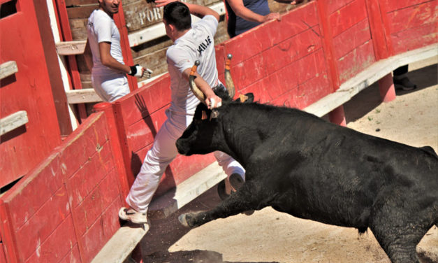 Présélection Trophée des Prémices à Vauvert