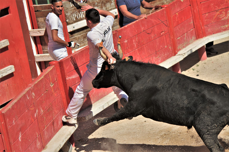 Présélection Trophée des Prémices à Vauvert
