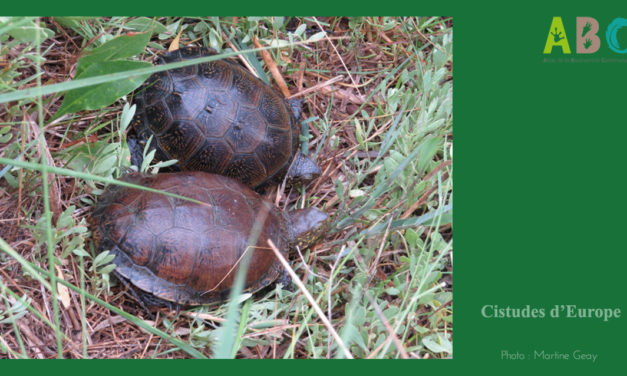 Biodiversité : À la découverte de la Cistude d’Europe