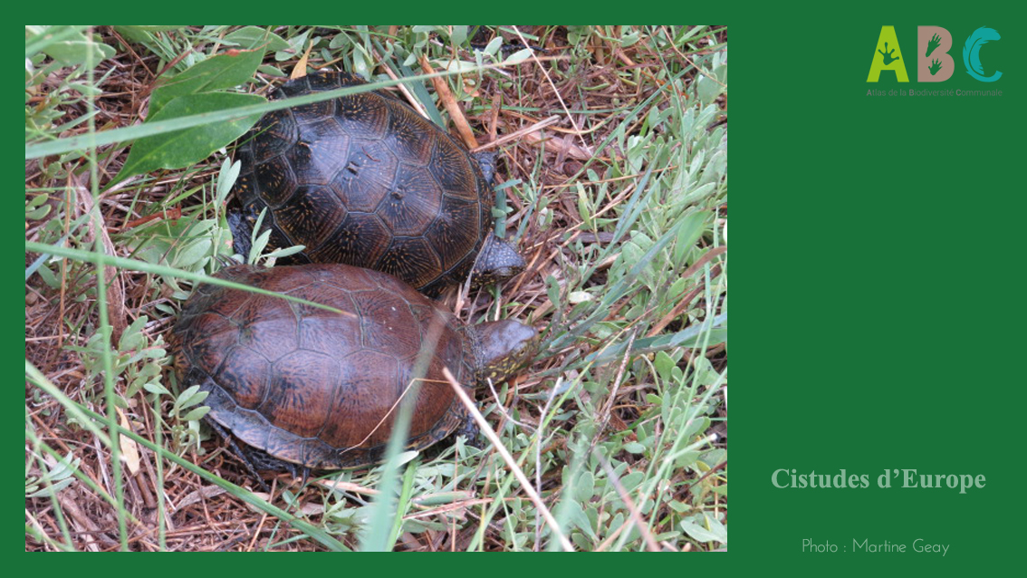 Biodiversité : À la découverte de la Cistude d’Europe