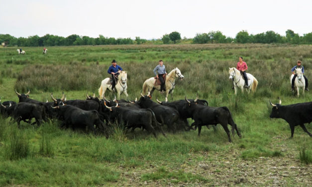 Nouvelle saison taurine pour le CT Lou Cosaque de Beauvoisin