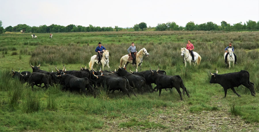 Nouvelle saison taurine pour le CT Lou Cosaque de Beauvoisin