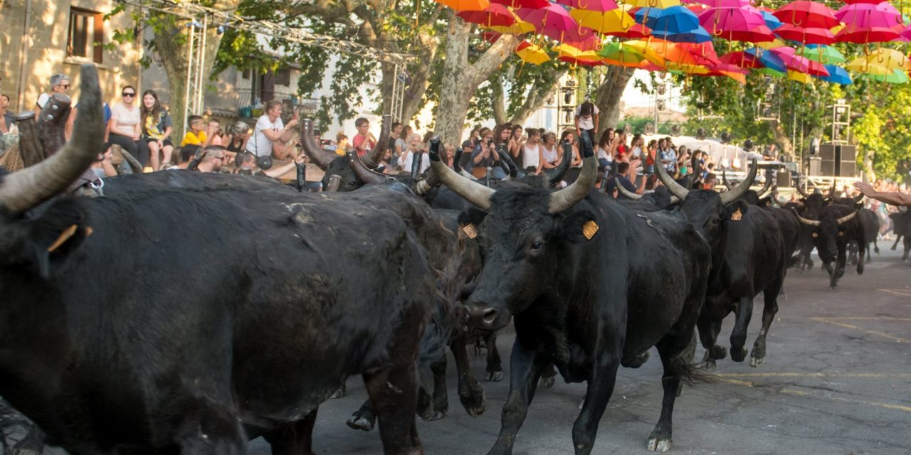 Retour en image sur les 100 taureaux d’Aimargues