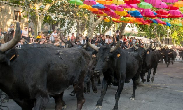 Retour en image sur les 100 taureaux d’Aimargues