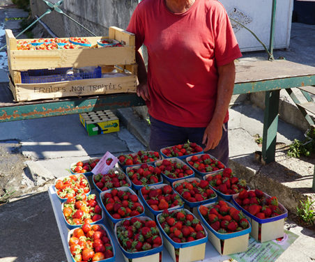 Des fraises de plein champ à Beauvoisin.