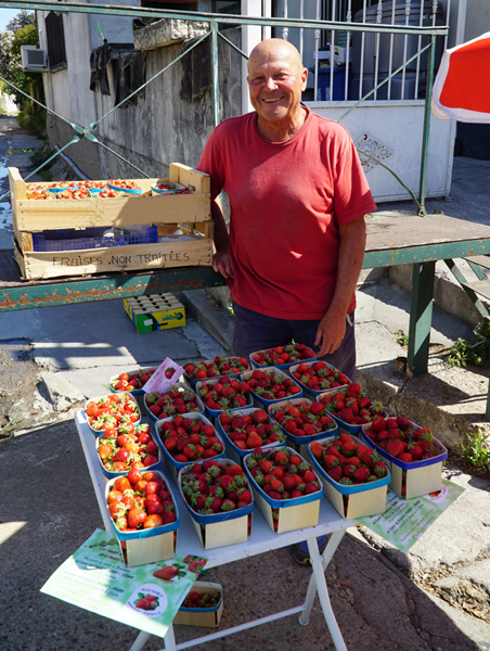 Des fraises de plein champ à Beauvoisin.