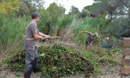 L’arrachage manuel de la jussie, un moyen efficace pour limiter sa progression