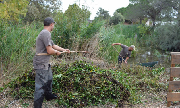 L’arrachage manuel de la jussie, un moyen efficace pour limiter sa progression
