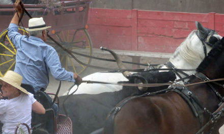 Le Cailar : un défilé de calèches mouvementé en fin de parcours