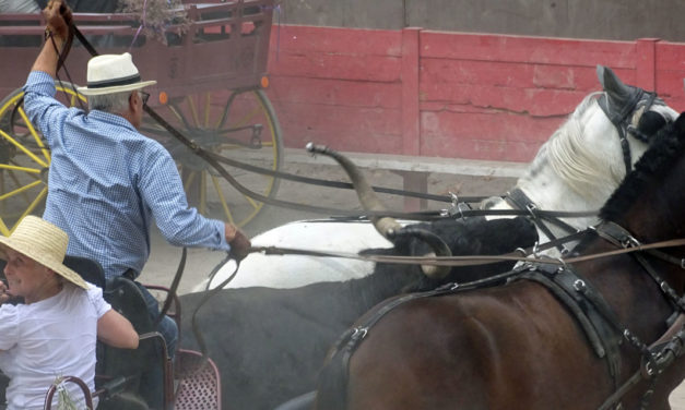 Le Cailar : un défilé de calèches mouvementé en fin de parcours