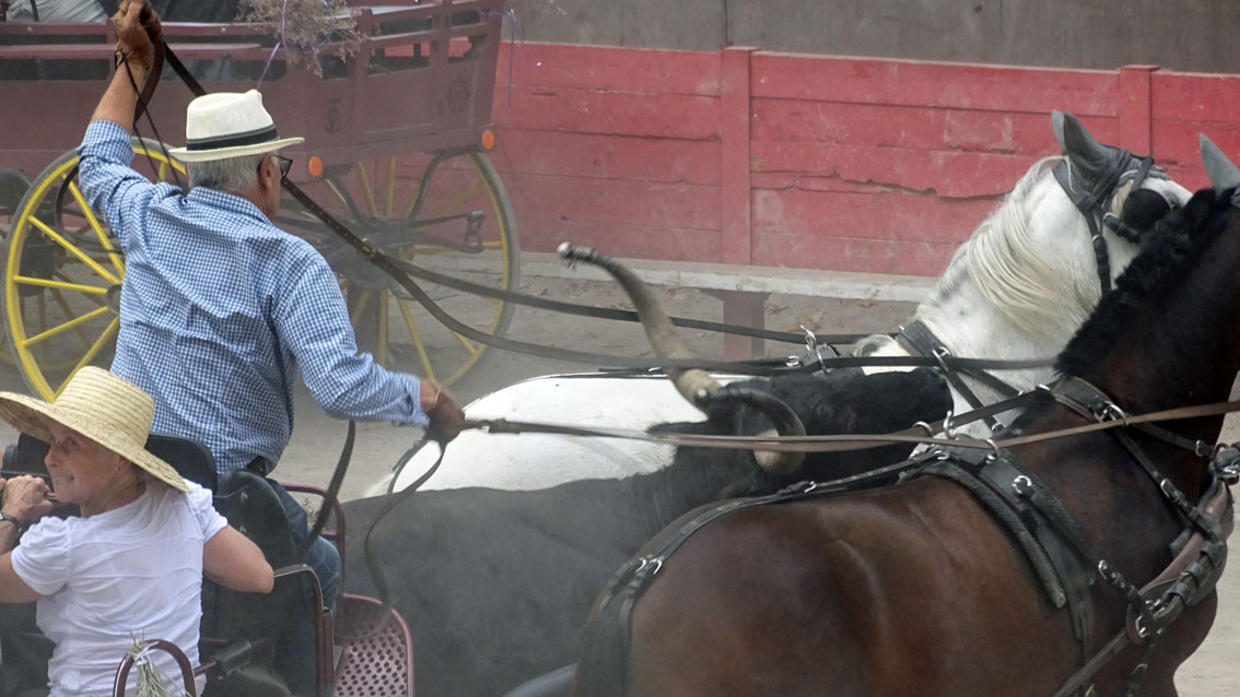 Le Cailar : un défilé de calèches mouvementé en fin de parcours