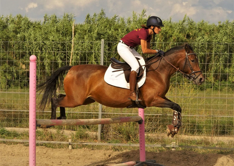 Journée nationale du Cheval à Beauvoisin
