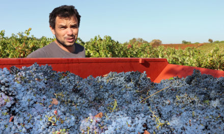 Edouard Sentex,  un artisan vigneron au plus près du terroir et de la nature