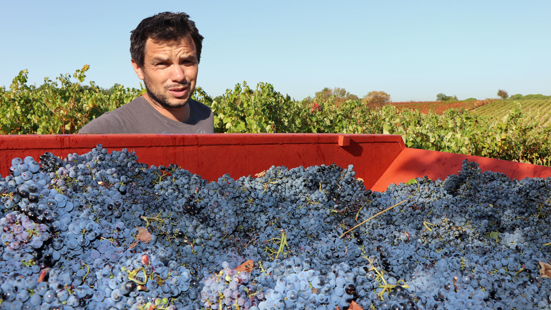Edouard Sentex,  un artisan vigneron au plus près du terroir et de la nature