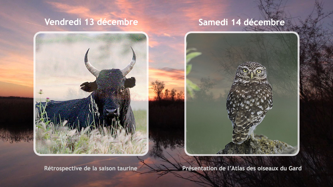 Deux « Belles Soirées » vous attendent au Scamandre