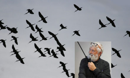 Le Centre Ornithologique du Gard s’est réuni au Scamandre