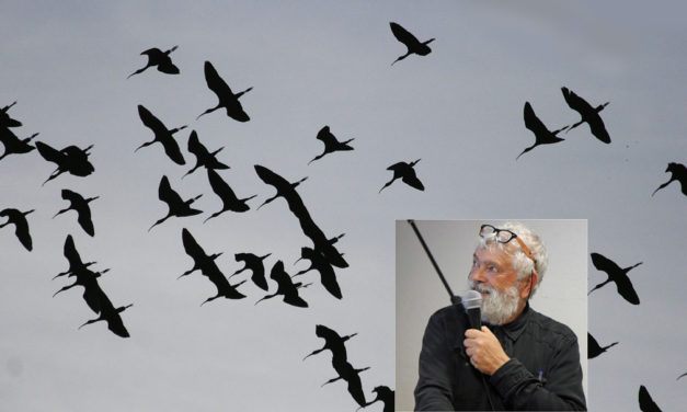 Le Centre Ornithologique du Gard s’est réuni au Scamandre