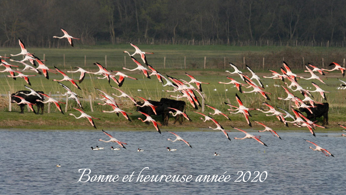 Toute l’équipe de VOIR PLUS Petite Camargue vous souhaite une bonne année 2020