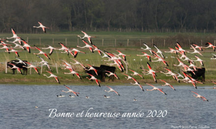 Toute l’équipe de VOIR PLUS Petite Camargue vous souhaite une bonne année 2020