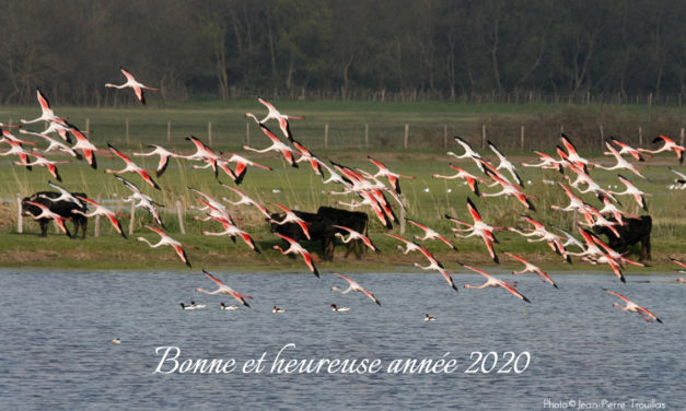 Toute l’équipe de VOIR PLUS Petite Camargue vous souhaite une bonne année 2020