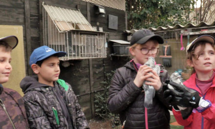 Le Cailar : … et ils eurent beaucoup de bébés pigeons !