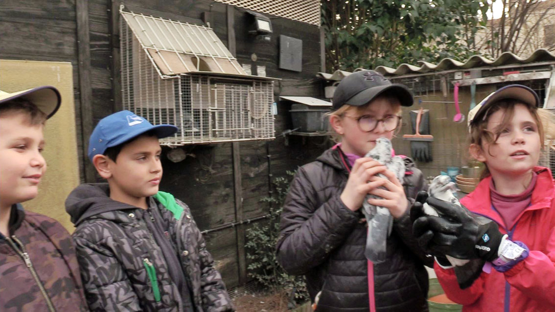 Le Cailar : … et ils eurent beaucoup de bébés pigeons !