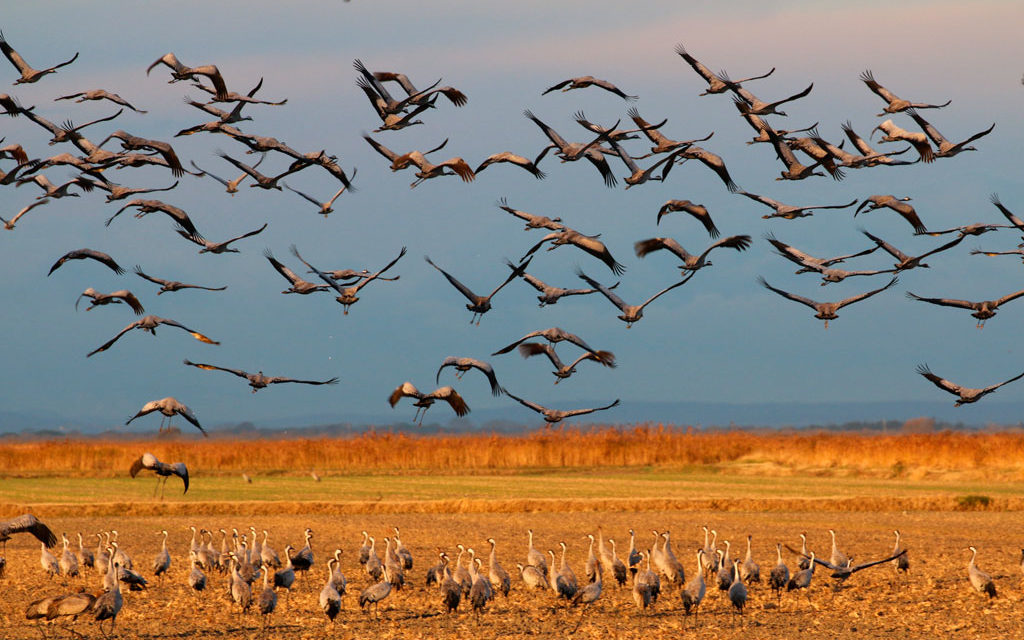 Entre Costières et marais un paradis avifaunistique