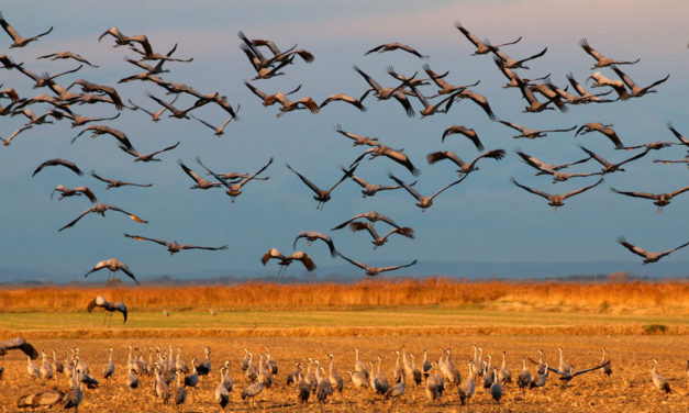 Entre Costières et marais un paradis avifaunistique