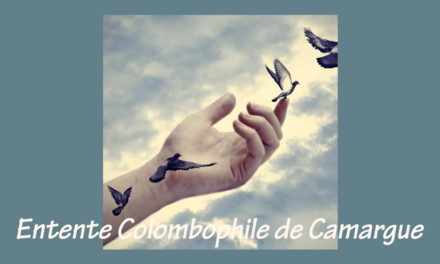 Quiz sur « l’Historique » du pigeon voyageur