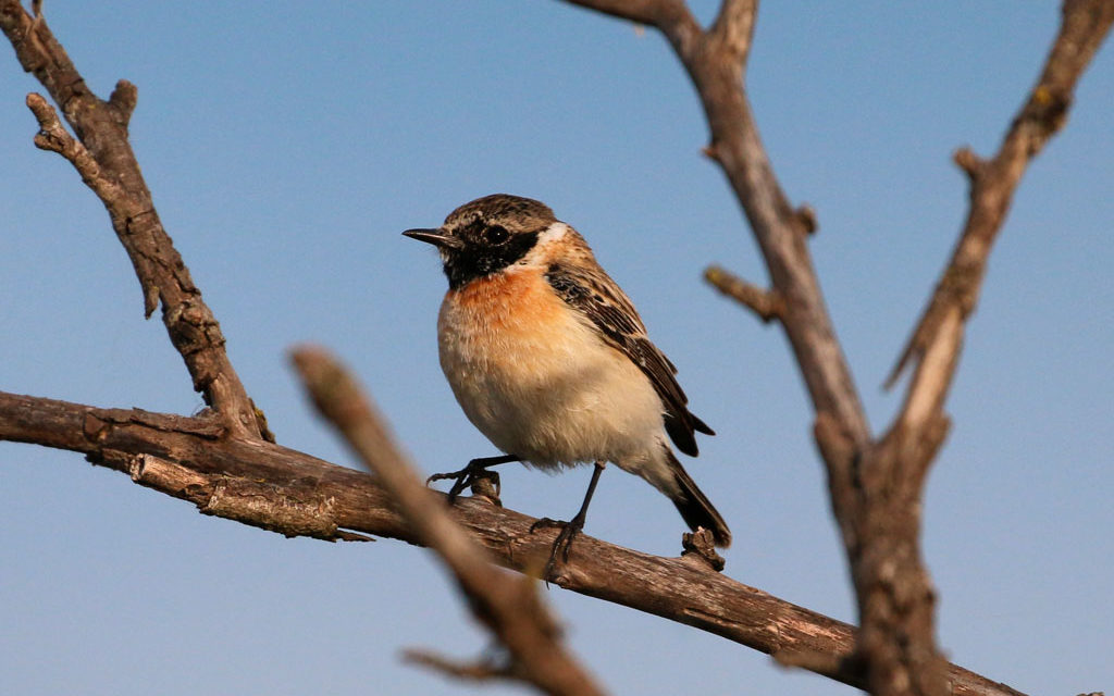 Un visiteur à plumes intrigue les ornithologues