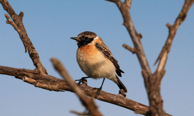 Un visiteur à plumes intrigue les ornithologues