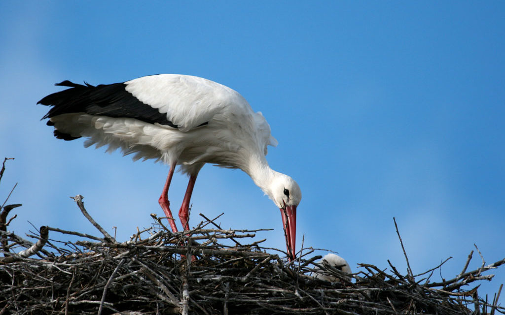 Le printemps est bien installé en Camargue gardoise