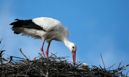 Le printemps est bien installé en Camargue gardoise