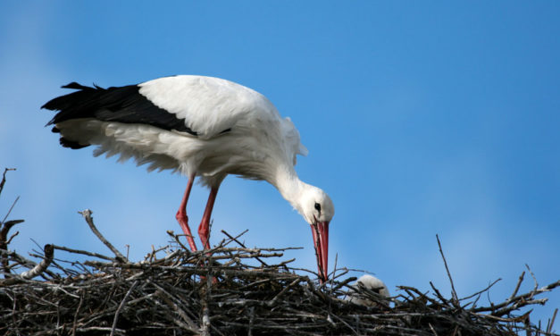 Le printemps est bien installé en Camargue gardoise