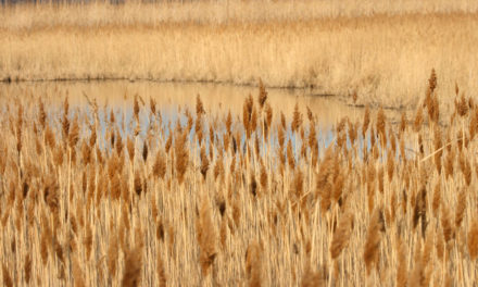 De pas counfoundre : lou rousèu e la cano