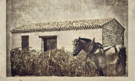 Une photo, une histoire : le mazet de vigne.