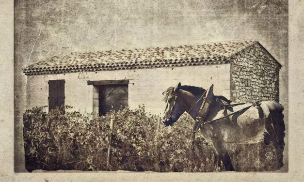Une photo, une histoire : le mazet de vigne.
