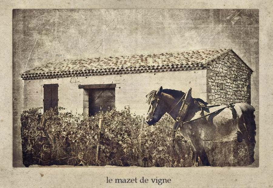 Une photo, une histoire : le mazet de vigne.
