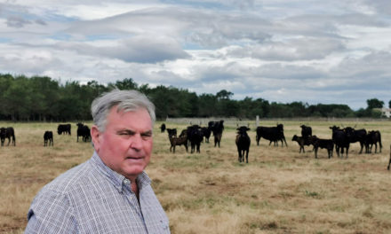 AOP Taureau de Camargue : Pérenniser une filière touchée par la crise sanitaire et économique